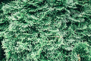 Bereketli yeşil yapraklar bir bahçe alanını kaplıyor, parlak güneş ışığı altında yoğun ve sağlıklı yapraklar sergiliyor, canlı ve ferahlatıcı bir atmosfer yaratıyor..