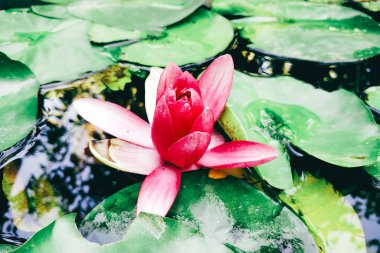 Parlak pembe nilüferler sakin suyun üzerinde süzülürken, japon balıkları yüzeyin altında süzülerek bir bahçe havuzunda sakin bir atmosfer yaratırlar..