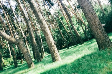 Uzun ağaçlar, yemyeşil çimenlerin üzerinde güneş ışığı yaprakların arasından akarken gün ortasında yoğun bir ormanda huzurlu bir atmosfer yaratıyor..