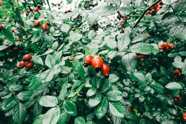 Canlı kırmızı böğürtlenler, ormandaki yağmur damlalarıyla parlayan zengin yeşil yapraklara karşı duruyor, sonbahar mevsiminin güzelliklerini yakalıyorlar..