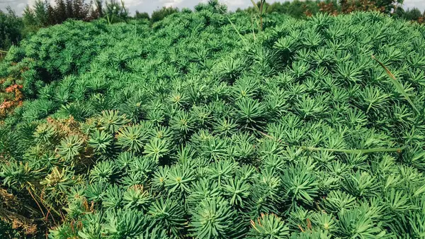 Yeşil bitkiden yapılmış yeşil doğal halı..