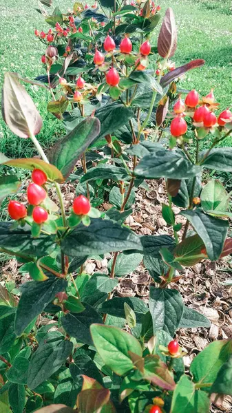 Parlak kırmızı böğürtlen ve çiçekli bir bitki.