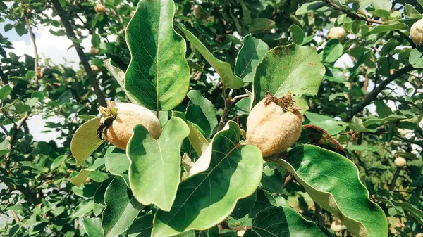 Bereketli yeşil elmalar dallardan sarkan parlak mavi gökyüzünün altındaki bir meyve bahçesinde, bereketli bir yaz sonu hasadına işaret ediyor..