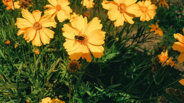 Arılar güneşli bir bahçede canlı sarı çiçeklerden nektar toplarlar. Renk ve doğanın sesleriyle dolu canlı bir atmosfer yaratırlar..