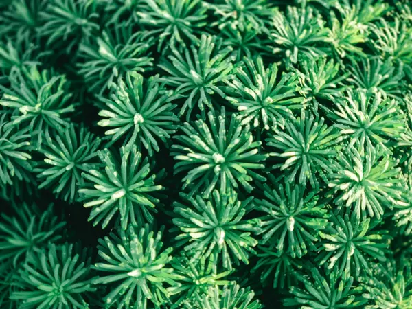 Yıldız şeklinde yaprakları olan canlı yeşil bitki, bahçedeki parlak güneş ışığı altında sağlıklı büyümesini gösteren zemini kaplıyor..