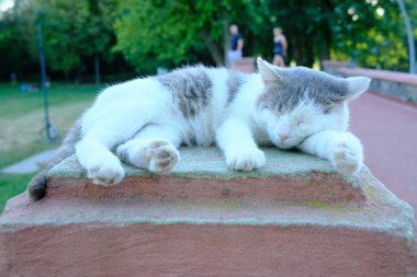 Gündüz vakti halka açık bir parkta beyaz ve gri bir kedi duvarda dinleniyor..