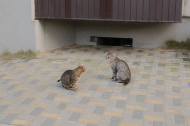 İki gri ve kahverengi tekir kedi yan yana oturur. Dışarıda bir binanın yanındalar..