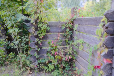 Asmalar eski bir çitte yetişir. Bahçe bahçesinde bazı yapraklar kızarıyor..