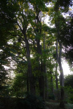 Uzun, yeşil yapraklı gölgeli ağaçlar parkta gölgeli bir sahne yaratıyor..