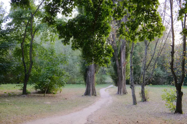 Park 'taki yeşil ağaçların arasından kirli bir patika geçiyor..