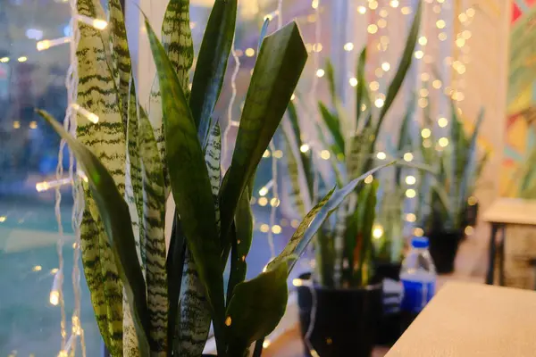Several snake plants decorate a brightly lit indoor space near a window.