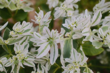 Bir Euphorbia bitkisi beyaz çiçeklerini ve yeşil aksanını bahçe ortamında sergiler..