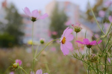 Açık pembe çiçekler açar. Arkasında bina bulanıklığı.
