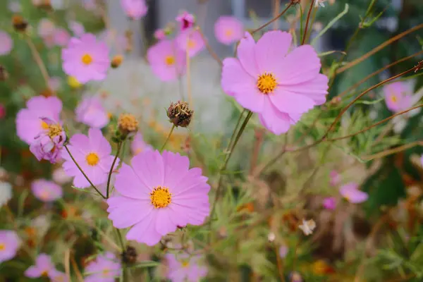Sarı merkezli Pembe Kozmos çiçekleri yeşil saplar ve yapraklar arasında yetişir..