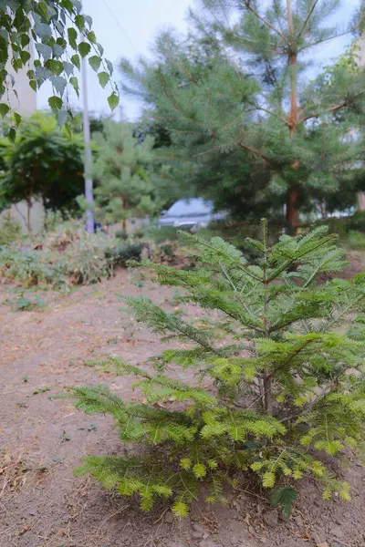 Gündüzleri diğer ağaçların yakınındaki bir şehir parkında her zaman yemyeşil ağaç fidanları yetişir..