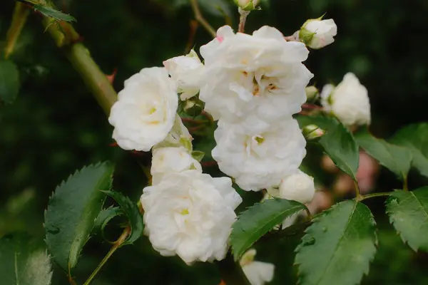 Birçok beyaz gül ve tomurcuklar açık alanda yaprakları olan yeşil bir sapta çiçek açar..
