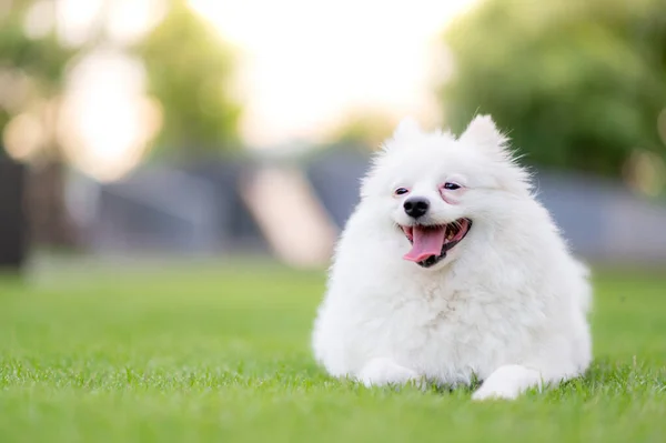 White Dog Puppy — Stock fotografie