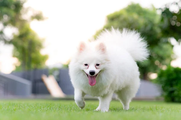 Beyaz Köpek. Köpeğim.