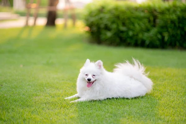 Biały Pies Mój Szczeniak — Zdjęcie stockowe
