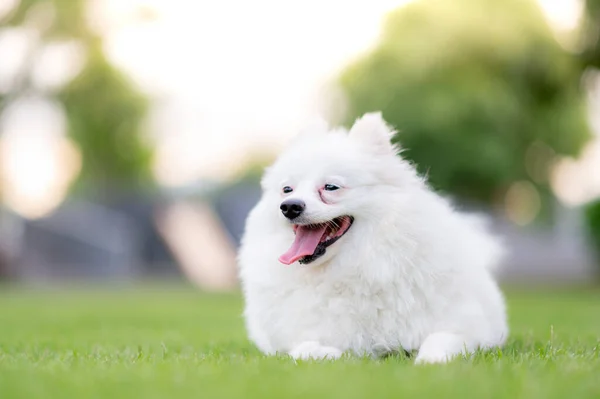 白い犬 私の子犬 — ストック写真