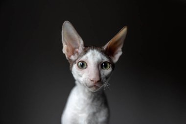 Koyu bir arka planda safkan Cornish Rex kedisinin portresi.
