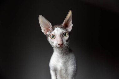 Yavru Cornish Rex 'in siyah arka plan kedisinin yakın plan portresi.