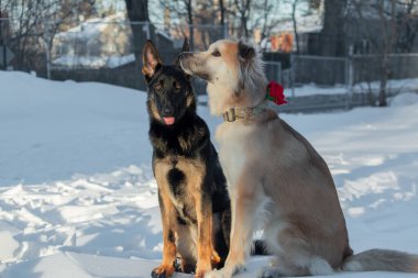 Kışın iki köpek karın üzerinde oturuyor. Köpekler arasındaki arkadaşlık..