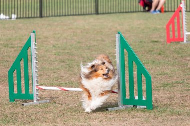Çeviklik yarışmasında engellerin üzerinden atlayan bir çoban köpeğinin portresi