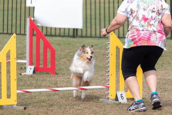 Shetland Çoban Köpeği çeviklik yarışmasında engelin üzerinden atlıyor, yatay