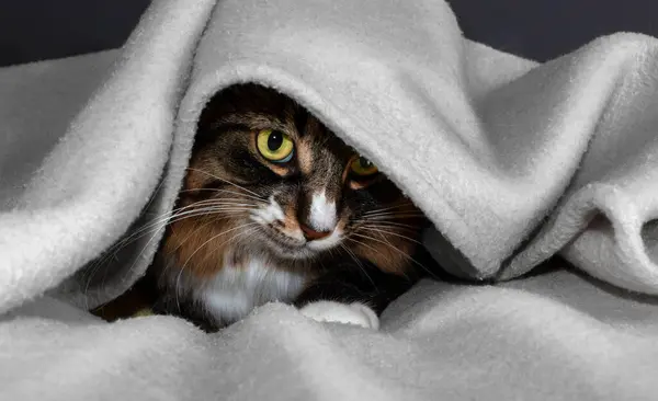 Tricolor cat hiding under a blanket on a gray background.