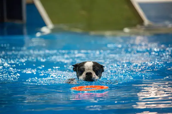 stock image Montral, Qubec, Canada, November 5, 2017 : Dock jumping - SNAC - A determined Boston Terrier is captured swimming energetically towards its favorite toy. The dog's eyes are locked on the prize!