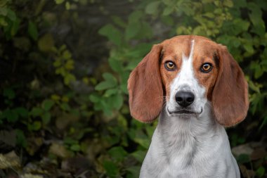 Bahçedeki güzel bir köpek cinsinin portresi..