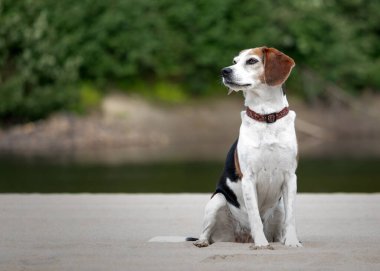 Beagle köpeği nehrin kıyısında kumların üzerinde oturuyor ve kameraya bakıyor. Tasması var.