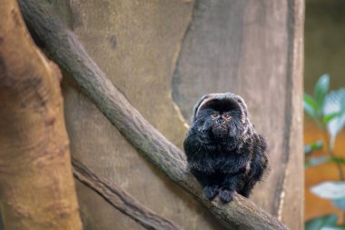 Hayvanat bahçesindeki ağaç dalında oturan şirin maymun. Goeldi 'nin marmoseti veya Goeldi' nin maymunu (Callimico goeldii)