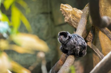 Ağaç dalında şirin bir maymun. Goeldi 'nin marmoseti veya Goeldi' nin maymunu (Callimico goeldii)