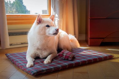 Yumuşak krem renkli shiba inu sosis kırmızı bir paspasın üzerinde uzanıyor.