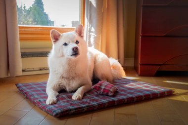 Yumuşak krem renkli köpek kırmızı bir paspasın üzerinde uzanıyor.