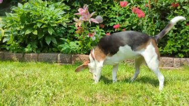 Kıdemli Beagle Çiçekli bir bahar gününde Çimlerde Yuvarlanıyor