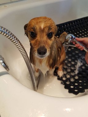 Üzgün Islak Köpek Evdeki küvette banyo yapıyor