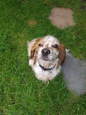 İngiliz Cocker Spaniel çimlerin üzerinde oturmuş kameraya bakıyor.