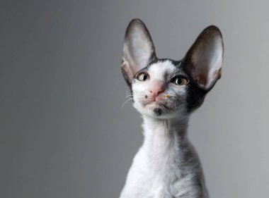 Yüzünde tuhaf bir ifade ve yemek kırıntısı olan zarif safkan Cornish Rex kedisi.
