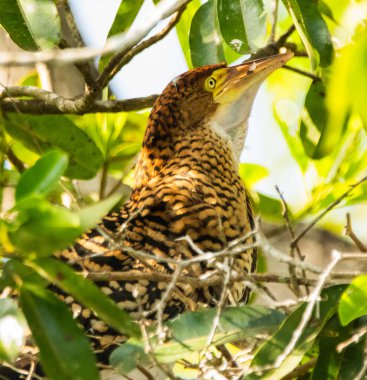 Güzel Red Hoco, yuvalarında Arjantin kuşu. Hoco Colorado Juvenil de Argentina en su nido.
