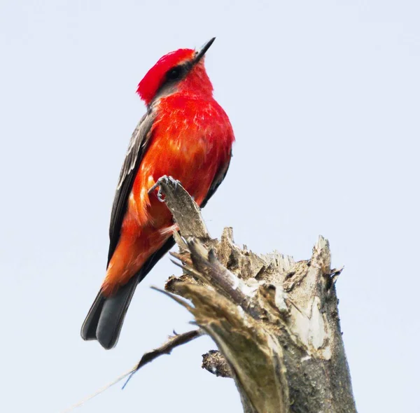 Czerwony Latający Ptak Gałęzi Churrinche Rojo Una Rama Mirando Cielo — Zdjęcie stockowe