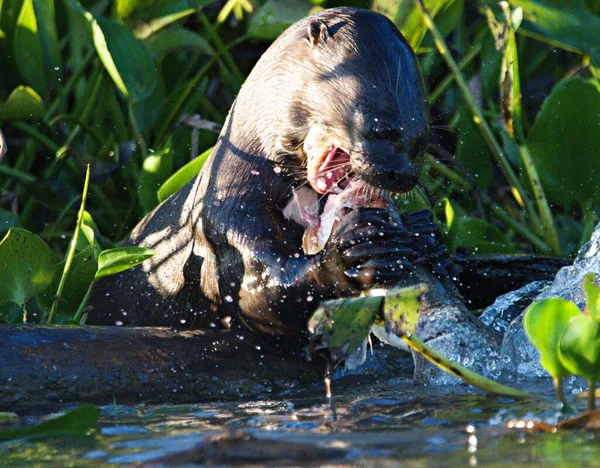 stock image a Brazilian black otter eating a fish. Una nutria gigante de Brasil comiendo un pescado