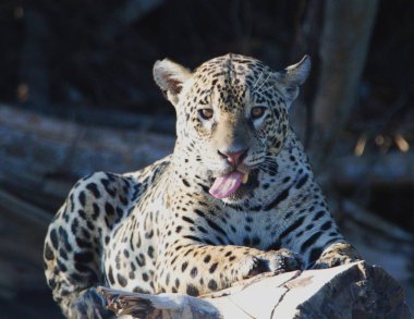 Jaguar ayık un tronco, cercano al Rio Cuiaba, kimliği Marcela. En el Pantanal Mato Grosso. Todos los Jaguar oğlu kimlikler, todos ellos tienen, sus saygı nombres.