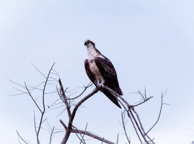 Bir ağaç dalında oturan siyah kartal. Aguila Pescadora posado on el arbol