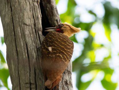 the great crested woodpecker on tree trunk in the middle of the forest. clipart