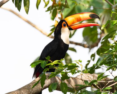 Ağaçların tepesinde tukan var. Tucan en la copa de un arbol