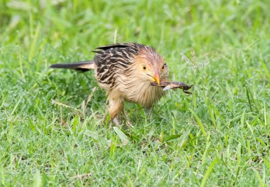 a bird eating an insect. Ave comiendo un insecto clipart