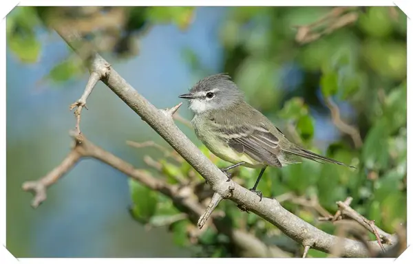 Ağacın dalındaki kuş. Pajaro sobre la rama de un arbol